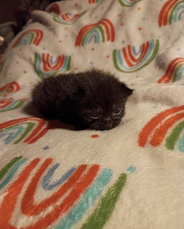 Manx kittens 1