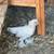 Chicken lot 6 thumbnail
