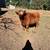 Steer 2 thumbnail