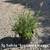 Plants 7 thumbnail