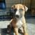 Puppies (German Shepard Mix) 6 thumbnail