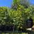 Guava Trees 14 thumbnail