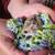 Beautiful Dwarft hamster AND stunning enclosure 3 thumbnail