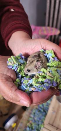 Beautiful Dwarft hamster AND stunning enclosure600203742402979842