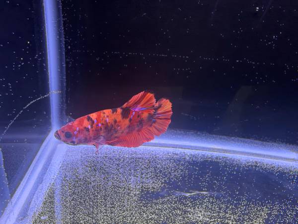 Male betta fish 1