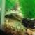 Fish Aquarium Setup 2 thumbnail
