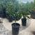 Citrus trees 11 thumbnail