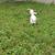 Jack Russell / chiweenie puppies perritos Harlingen 3 thumbnail