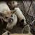 Kunekune 2 thumbnail