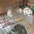 California / Chinchilla Rabbits 1 thumbnail