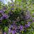 Solanum Patio Tree 13 thumbnail