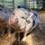 Breeding pair of mini pigs 3 thumbnail