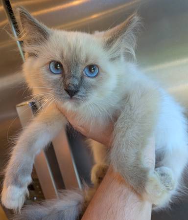 ragdoll kittens for adoption no deposits needed/ local pick up (sunset park)63887463011969121