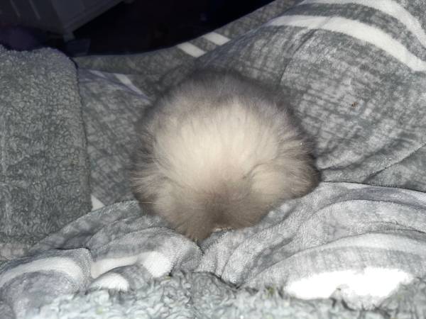 Teddy widder bunnies (Visalia)64025057530369123