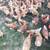 ~250 Stew Chickens 1 thumbnail