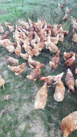 ~250 Stew Chickens 1
