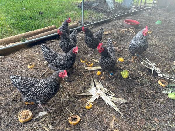 Bantam chickens 1