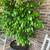 Two Ficus Trees 3 thumbnail