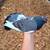 Fantail Pigeons 4 thumbnail