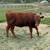Dexter heifer 6 thumbnail