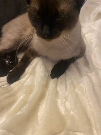 Adult Female Siamese (Kingsport)