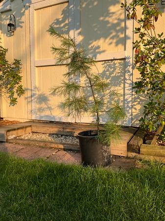 Eastern white pine sapling 1