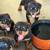 Rottweiler puppies 9 thumbnail