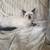 siamese 2 thumbnail