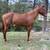 2 year old gelding 4 thumbnail