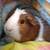 Crested Guinea Pig, female 1 thumbnail