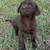 Farm dog 2 thumbnail