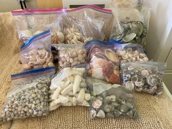 Seashells for crafting 1