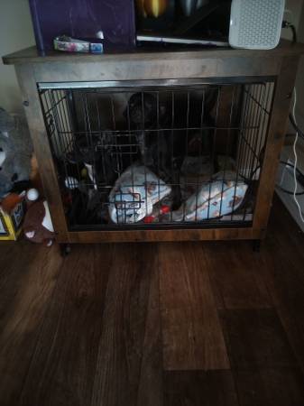 Lost dogs 1