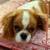 AKC POPPY Cavalier King Charles Spaniel 1 thumbnail