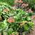 1 gallon Succulent - Cotyledon orbiculta (Pig's Ear) - $4 2 thumbnail