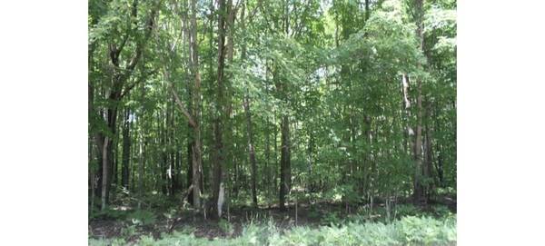 wooded parcel 1