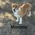 Full blooded Corgi puppies 2 thumbnail