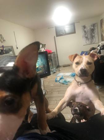 American bully princess 1