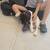German shorthaired pointer 4 thumbnail