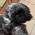 Shih Tzu Puppy 2 thumbnail