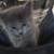 Kitten 1 thumbnail