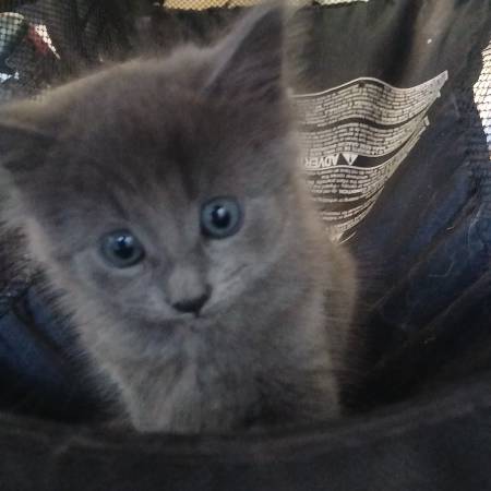 Kitten 1