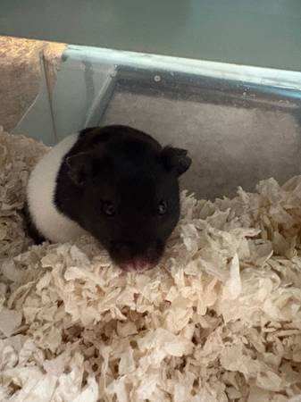 Hamster 1