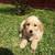 Retriever pup, playful, social, and perfect family 7 thumbnail