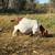 Boer Goat Doe 5 thumbnail