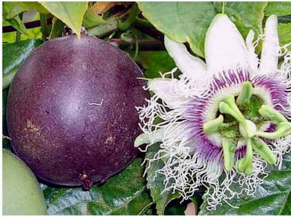 Organic rooted passion fruit vine plants $5 ea La Conchita 1