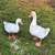 Chinese geese 1 thumbnail