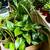 So Many Pretty Plants, starting at $5 10 thumbnail