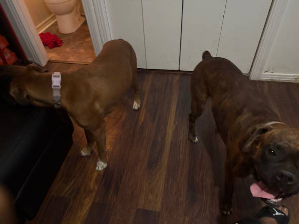 Rehoming two boxers (Waco)63661959274115121
