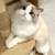 PerfectRagdollkittens 3 thumbnail